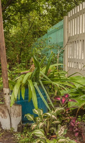 Eukomis ในสวนในตอนท ายของฤด กาลการเจร ญเต บโต — ภาพถ่ายสต็อก