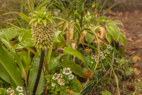 Blomma Brokig Ananas Lilja Eucomis Bicolor Trädgården — Stockfoto