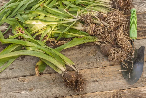 Uitgegraven Eukomis Bollen Aan Het Einde Van Het Seizoen Een — Stockfoto