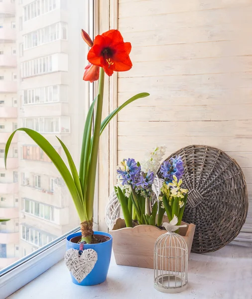 Red Hippeastrum Galaxy Group Red Lion Blue Pot Decorative Heart — Stock Photo, Image