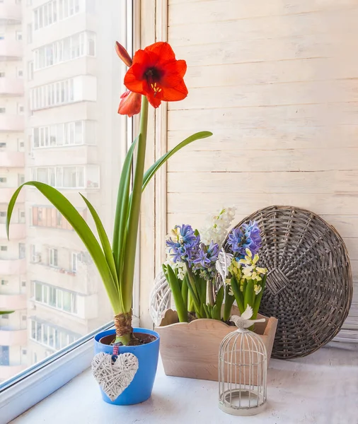 Red Hippeastrum Galaxy Group Red Lion Blue Pot Декоративним Серцем — стокове фото