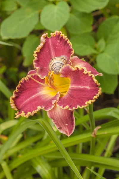 Lila Daglilja Hemerocallis Med Korrugerad Gul Kant Med Trädgårdssnigel Sommarträdgården — Stockfoto