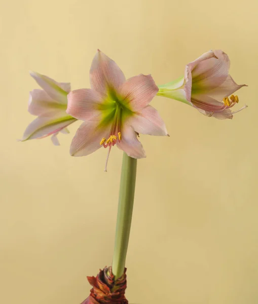 Virág Hippeastrum Amarillis Zöld Rózsaszín Trombita Csoport Misty Zöld Alapon — Stock Fotó