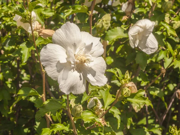 Hibiscus Syriacus Vagy Koreai Rózsa Vagy Rózsa Sharon Szíriai Ketmia — Stock Fotó