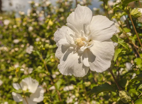 Hibiscus Syriacus Koreaanse Roos Roos Van Sharon Syrische Ketmie Struik — Stockfoto