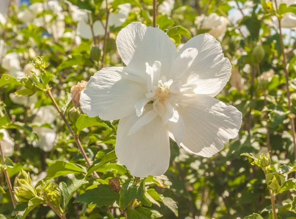 Hibiscus syriacus veya Kore gülü veya Sharon, Suriye ketemi, çalılık althea, gül tohumu, bahçedeki Mallow familyasından bir çiçek bitkisi türüdür..