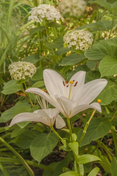 Asijské Lilie Hybridy Kent Bílá Hortenzie Zahradě Létě — Stock fotografie