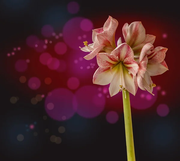 Kvetoucí Hroch Amaryllis Zimní Potěšení Černém Pozadí — Stock fotografie