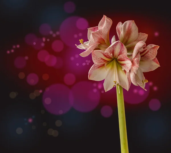 Hippeastrum Floreciente Amarilis Invierno Delicia Sobre Fondo Negro —  Fotos de Stock