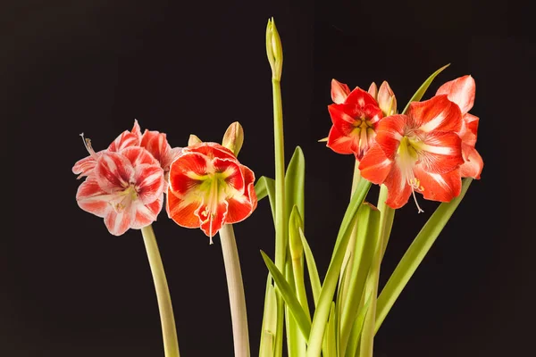 Bloeiende Hippeastrum Amaryllis Popov Minerna Samba Galaxy Group Een Zwarte — Stockfoto