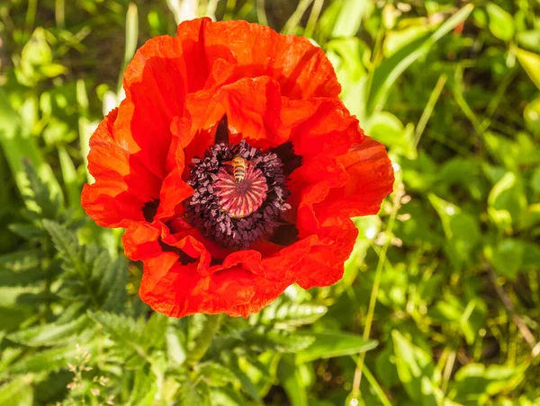 Çiçekli Papaver oryantasyonu ya da yazın başında bahçede afyon.