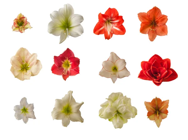 Set Flowers Hippeastrum Amaryllis White Background — Stock Photo, Image