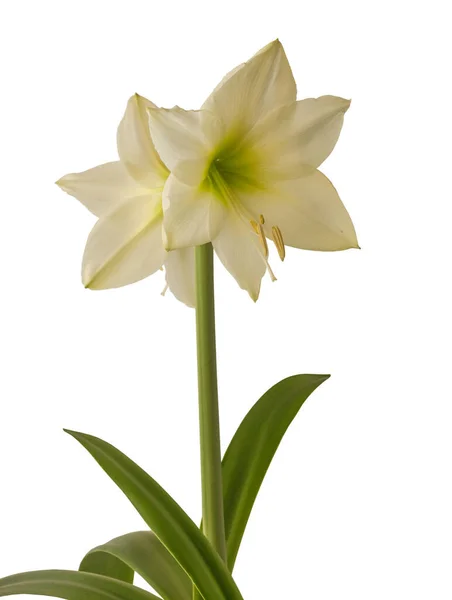 Flowing Amaryllis Hippeastrum Galaxy Group Lemon Star White Background Isolited — 스톡 사진