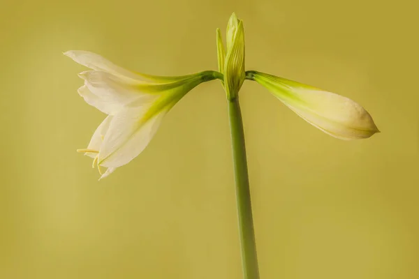 Fiore Hippeastrum Bianco Miniatura Amaryllis Sonatini White Rascal Fondo Verde — Foto Stock