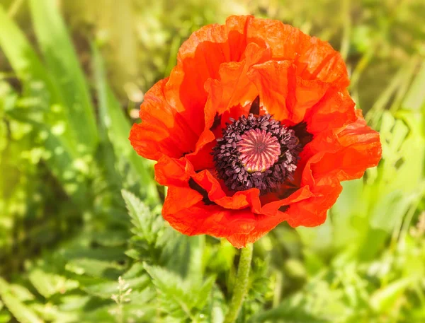 Flowering Papaver Orientale Oriental Poppy Early Summer Garden — Stock Photo, Image