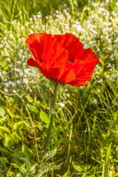 Flowering Papaver Orientale Oriental Poppy Early Summer Garden — Stock Photo, Image