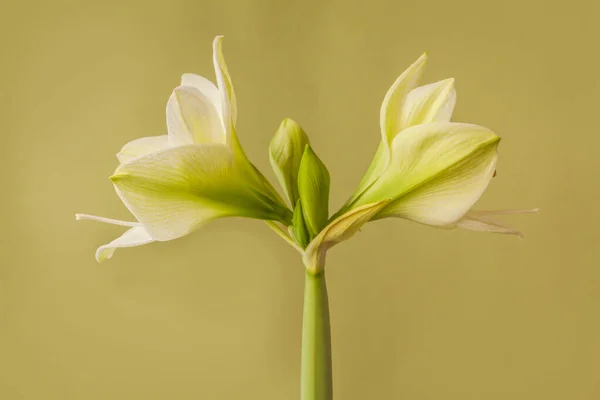 Fiore Cremoso Hippeastrum Amarilli Galaxy Group Siberia Sfondo Verde — Foto Stock