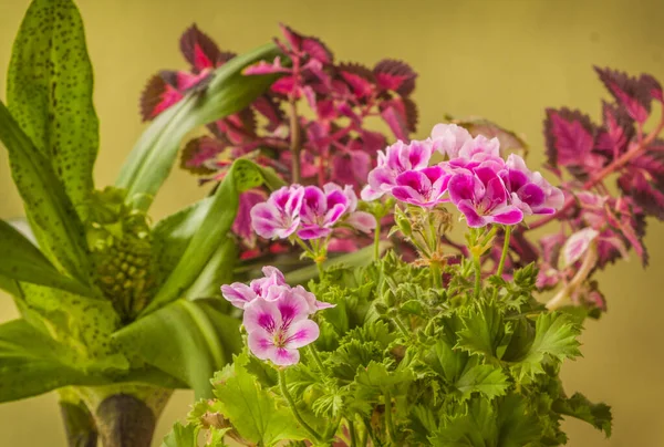 Pelargonium Lemona Nın Roze Pembe Leylak Çiçeklerini Coleus Bicolor Eucomis — Stok fotoğraf