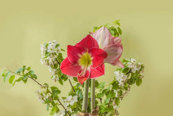 Virágzó Piros Fehér Hippeastrum Amaryllis Ezüst Királynő Zöld Alapon — Stock Fotó