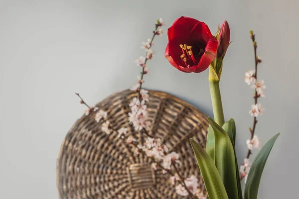 Burgundiai Vörös Hippeastrum Amaryllis Virágzó Sárgabarack Ágakkal Szürke Alapon — Stock Fotó