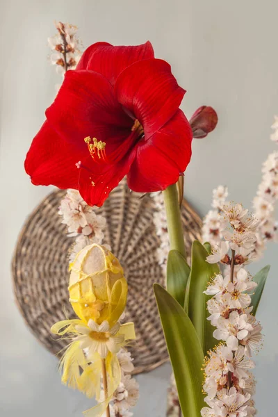 Hippeastrum Rojo Borgoña Amarilis Huevo Pascua Sobre Fondo Gris — Foto de Stock