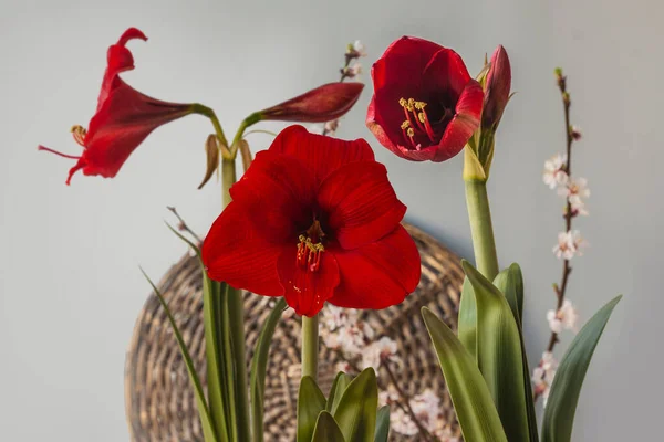 Burgundy Red Hippeastrum Amaryllis Flowering Apricot Branches Gray Background — Stock Photo, Image