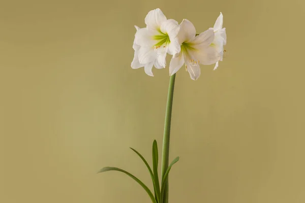 Fiore Hippeastrum Bianco Miniatura Amaryllis Sonatini White Rascal Fondo Verde — Foto Stock