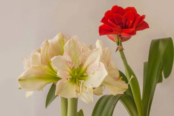 Gri Arkaplanda Çiçek Açan Kremalı Kırmızı Hipofiz Amaryllis Princes Claire — Stok fotoğraf