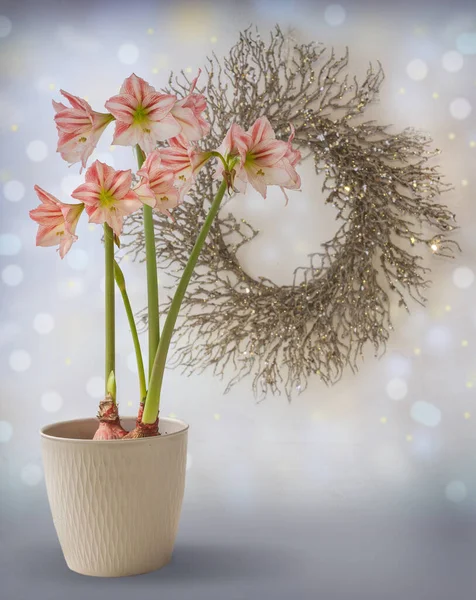 Blume Hippeastrum Amaryllis Diamond Group Fairytale Vor Dem Hintergrund Eines — Stockfoto