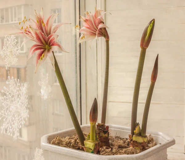 Bloeiende Hippeastrum Amaryllis Butterfly Group Sweet Lilian Witte Kunststof Pot — Stockfoto