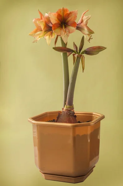 Floração Laranja Verde Amaryllis Hippeastrum Galaxy Group Mocca Vaso Plástico — Fotografia de Stock
