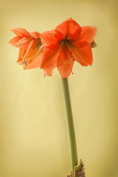 Virágzó Amaryllis Hippeastrum Galaxy Group Rilona Zöld Alapon — Stock Fotó