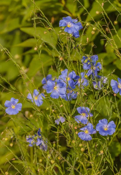 Blühende Blaue Zierleinen Linum Perenne Garten — Stockfoto