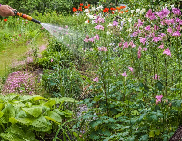 Нерегулярные Клумбы Хозяина Tradescantia Лилия Saponaria Восточные Маки Саду Начале — стоковое фото