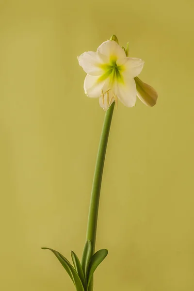 Kvetoucí Bílý Miniaturní Hippeastrum Amaryllis Sonatini White Rascal Zeleném Pozadí — Stock fotografie