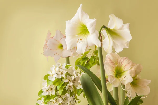 Drie Bloeiende Witte Hippeastrum Amaryllis Van Variëteiten Picotee Lemon Star — Stockfoto