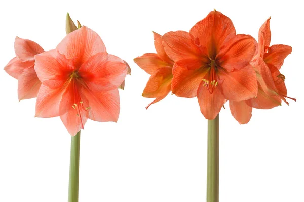 Összehasonlítás Amaryllis Hippeastrum Galaxy Group Rilona Után Azonnal Virágüzlet Otthon — Stock Fotó