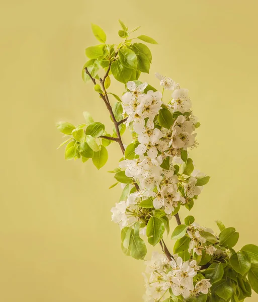 Blooming Pear Tree Branches Green Background — Stock Photo, Image