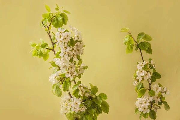 Bloeiende Perenboomtakken Een Groene Achtergrond — Stockfoto