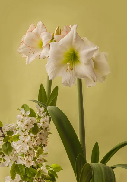 Biały Hippeastrum Obok Kwitnących Gałęzi Gruszki Zielonym Tle — Zdjęcie stockowe