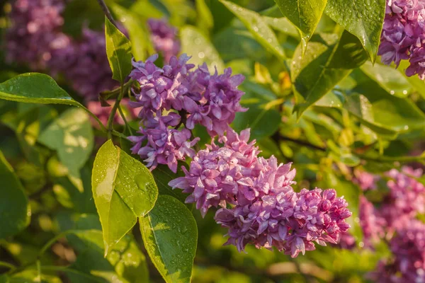 Rama Flores Doble Lila Púrpura — Foto de Stock
