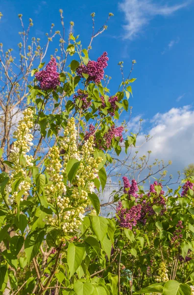 Florecientes Inflorescencias Color Púrpura Oscuro Blanco Doble Lila Contra Cielo — Foto de Stock