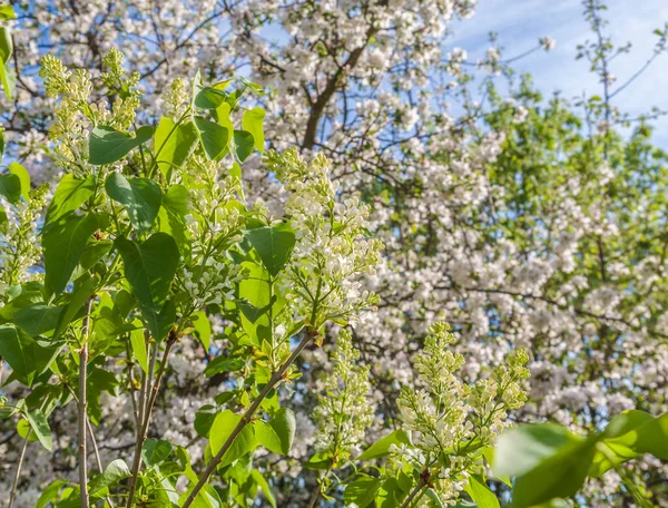 Bloeiende Witte Lila Bloeiwijzen Een Achtergrond Van Bloeiende Appelbomen — Stockfoto