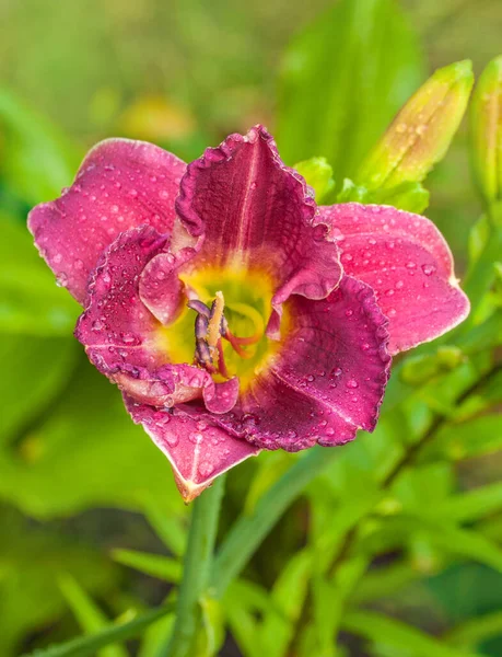 Blooming Daylily of flower beds in the summer garden. — Stock Image Blooming Daylily Flower Beds Summer Garden Stock Image