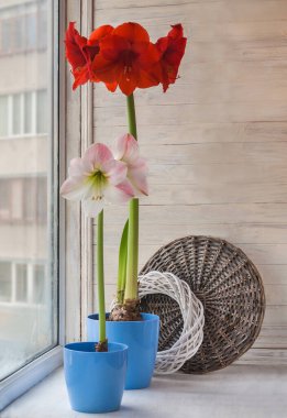 Arka planda örülmüş çemberin penceresinde mavi kapta iki Hippeastrum (amaryllis)