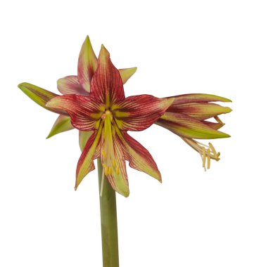 Beyaz arka planda yeşil ve kırmızı Kelebek grubu 