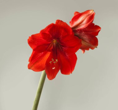 Çiçek açan kırmızı Hippeastrum (amaryllis) 