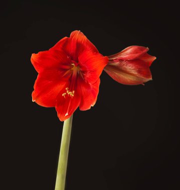 Blooming Red Hippeastrum (amaryllis) 