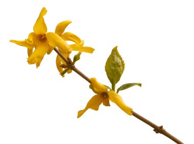 Beyaz arka planda Forsythia çiçekleri. İzole edilmiş.