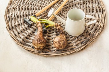 Hasır bir çemberde iki küçük çiçekli hippeastrum (amarillis) ampulü.